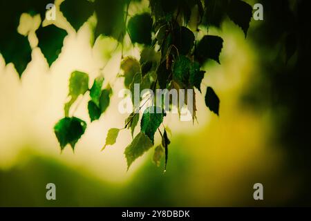 Bellissime foglie di betulla verde bagnata in estate. Le piante e gli alberi sono pieni di vita. La natura è nella sua forma migliore. Foto Stock