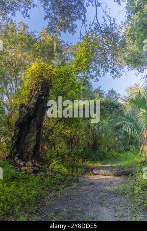 John B Sargeant Sr Park Thonotosassa, Tampa, Florida, Stati Uniti. Un tortuoso sentiero sterrato si snoda attraverso una lussureggiante foresta, circondata da una vivace vegetazione verde Foto Stock