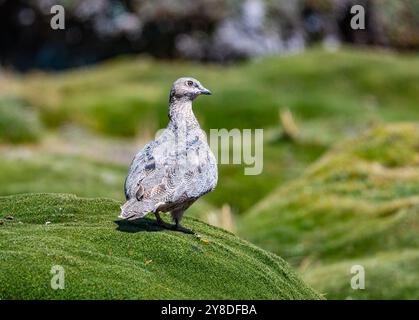 Un Seedsnipe dalle panciute rufanti (Attagis gayi) in piedi su una vegetazione verde. Perù, Sud America. Foto Stock