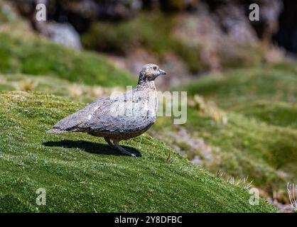 Un Seedsnipe dalle panciute rufanti (Attagis gayi) in piedi su una vegetazione verde. Perù, Sud America. Foto Stock