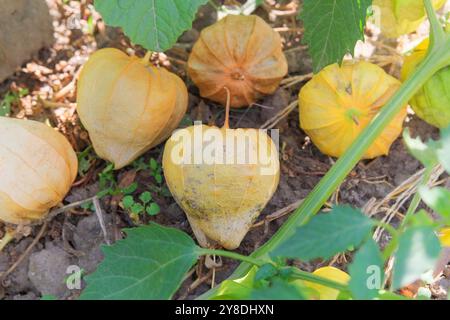 Physalis cresce nel giardino di cottage. Bacche di Physalis in agricoltura. I frutti sono di forma sferica o quasi piramidale. Coltivare ciliegie invernali nei terreni agricoli. Foto Stock