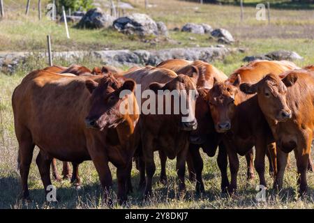 Un gruppo di mucche brune in piedi insieme in un campo erboso con rocce sullo sfondo. Foto Stock