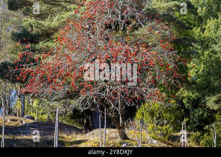 Un albero vibrante con frutti di bosco rossi di rowan sorge in un ambiente naturale, circondato da lussureggianti foglie verdi e rocce. La scena cattura l'essenza di Foto Stock