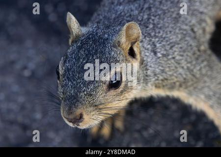 Common Fox Squirrel è curioso di ritratti ravvicinati che accentuano occhi, baffi e volti al parco comunitario americano di Huntington Beach, California Foto Stock