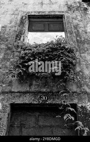 Un colpo bianco e nero di vigne e fogliame che si insinua attraverso una finestra intemprata di un edificio abbandonato Foto Stock