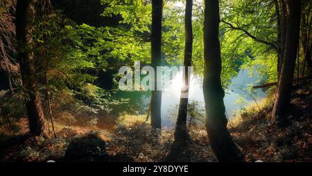 Splendidi alberi verdi in un lago con il riflesso del sole nell'acqua turchese dietro le sagome dei tronchi. Un ambiente tranquillo e straordinario Foto Stock