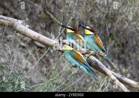 Mangiatore di api (Merops apiaster), tre uccelli sul persico con insetto nel becco, Salzlandkreis, Saxony-Anhalt, Germania, tre uccelli colorati seduti Foto Stock