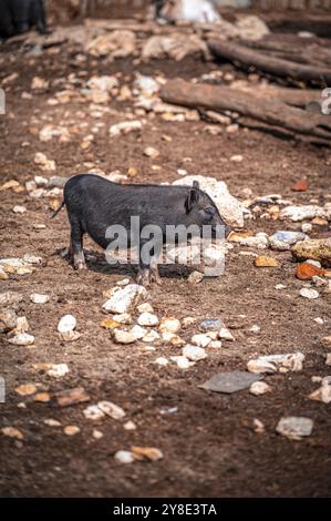 Un piccolo maiale panciuto nero (Sus scrofa domesticus) corre fuori su un terreno sassoso, Varna, Bulgaria, Europa Foto Stock