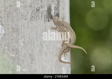 un paio di lucertole comuni che si accoppiano sul muro Foto Stock