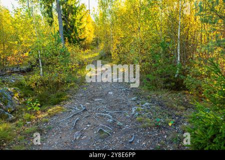 Sentiero della foresta ricoperto di radici e ghiaia circondato da lussureggianti alberi verdi e gialli in autunno sotto la calda luce del sole. Svezia. Foto Stock