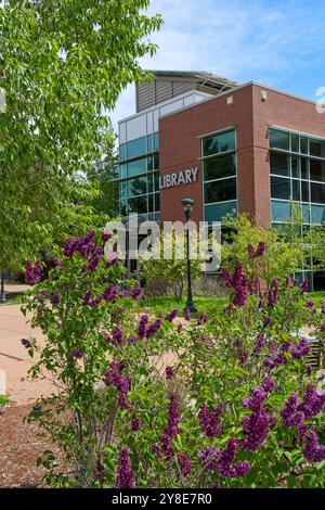 Il cespuglio lilla fiorito adorna la piazza presso la moderna Rifle Branch Library nel centro di Rifle Colorado - maggio 2024 Foto Stock