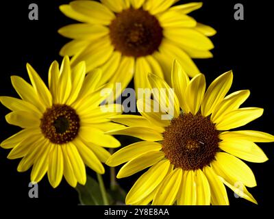 Una foto ravvicinata di tre girasoli gialli in un ambiente studio. Foto Stock