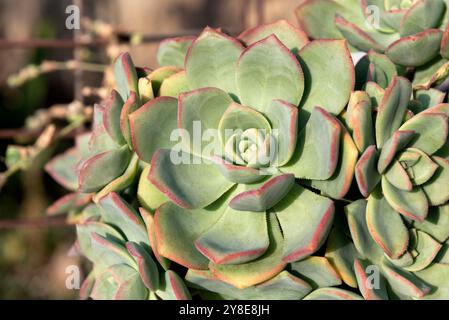 L'eonio o la ruota dentata di Haworth Foto Stock