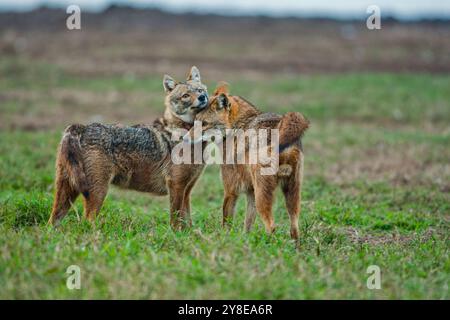Sciacalli d'oro (Canis aureus). È anche chiamato sciacallo asiatico, orientale o comune. Fotografato in Israele a marzo. Foto Stock
