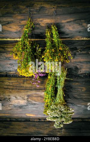 Il mosto secco di San Giovanni appeso al muro di legno del cottage d'epoca. Kantarion Foto Stock