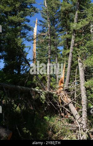 Una tempesta di vento ha rotto due tronchi d'albero. Foto Stock