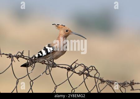 Hoopoe eurasiatico (Upupa epops) nel parco nazionale del deserto nel Rajasthan, India Foto Stock