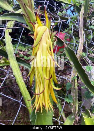 vista ravvicinata dei fiori di frutta di un drago, che fioriscono in estate Foto Stock