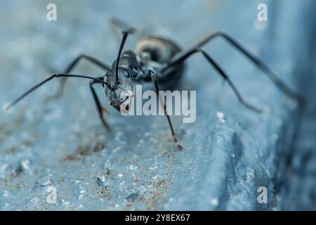 La formica nera si trova su una superficie blu testurizzata, con le sue mandibole e le antenne prominenti. Foto Stock