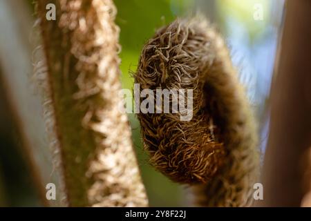 Dettaglio della parte anteriore di felce, messa a fuoco selettiva, su cielo blu bokeh e sfondo verde giardino Foto Stock