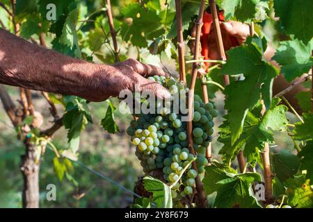 Primo piano di uve bianche mature raccolte a mano in vigna. Contadino anziano che vende uve da vino, mostrando i metodi tradizionali di viticoltura e Foto Stock