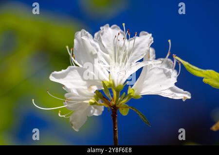 Fiori bianchi di rododendro contro il cielo blu. Foto di alta qualità Foto Stock