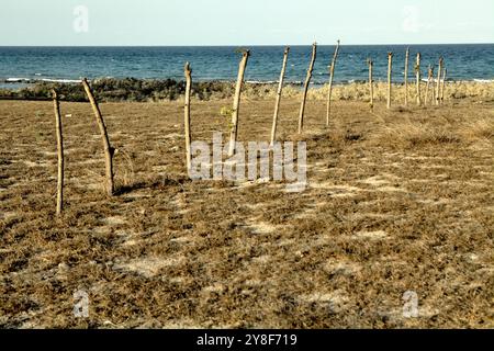 Pali di legno su praterie asciutte, sullo sfondo della spiaggia di Londa Lima a Kanatang, Sumba orientale, Nusa Tenggara orientale, Indonesia. Foto Stock