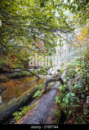 Una foresta magica pochi istanti dopo la pioggia. Colori autunnali degli alberi. Una passerella lungo il fiume. Una foresta densa, selvaggia, bella. Czartowe Pole Nature R. Foto Stock