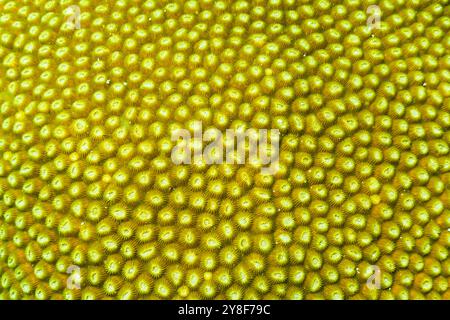 Vista ravvicinata di una barriera corallina dura verde, che mostra intricate texture e biodiversità marina nelle isole Karimunjawa, Jepara, Indonesia Foto Stock