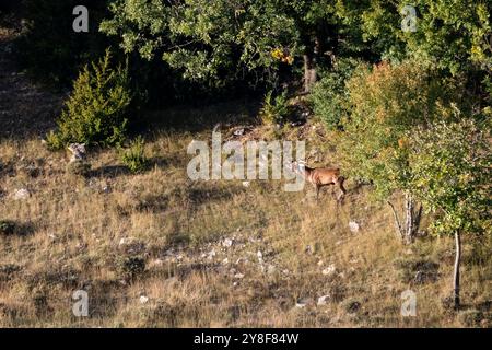 Cervo rosso, Cervo elafo, ruggito del cervo, Bourmort, Catalogna, Spagna Foto Stock