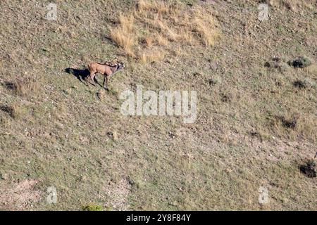 Cervo rosso, Cervo elafo, ruggito del cervo, Bourmort, Catalogna, Spagna Foto Stock