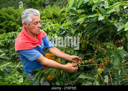 Uomo latino che raccoglie bacche di caffè da una pianta di caffè, piantagione di caffè biologico, Manizales, Caldas, Colombia - foto di scorta Foto Stock