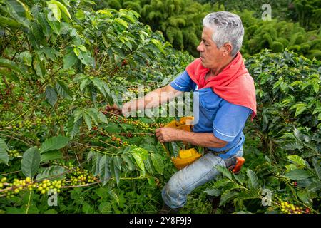 Uomo latino che raccoglie bacche di caffè da una pianta di caffè, piantagione di caffè biologico, Manizales, Caldas, Colombia - foto di scorta Foto Stock