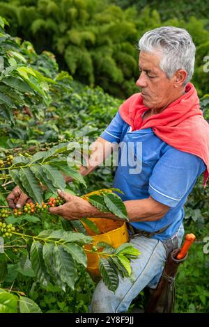 Uomo latino che raccoglie bacche di caffè da una pianta di caffè, piantagione di caffè biologico, Manizales, Caldas, Colombia - foto di scorta Foto Stock