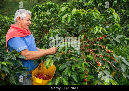 Uomo latino che raccoglie bacche di caffè da una pianta di caffè, piantagione di caffè biologico, Manizales, Caldas, Colombia - foto di scorta Foto Stock