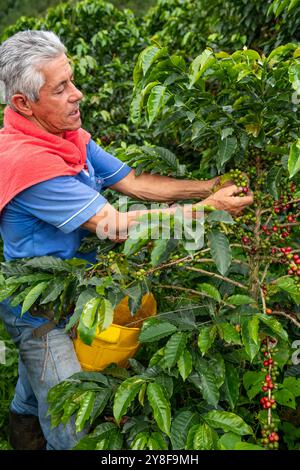 Uomo latino che raccoglie bacche di caffè da una pianta di caffè, piantagione di caffè biologico, Manizales, Caldas, Colombia - foto di scorta Foto Stock