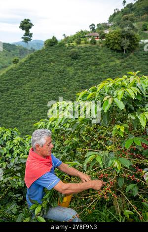 Uomo latino che raccoglie bacche di caffè da una pianta di caffè, piantagione di caffè biologico, Manizales, Caldas, Colombia - foto di scorta Foto Stock