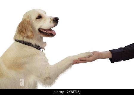 Un Golden retriever amichevole dà la sua zampa a una persona, seduta su uno sfondo bianco, che mostra la sua natura giocosa e felice Foto Stock