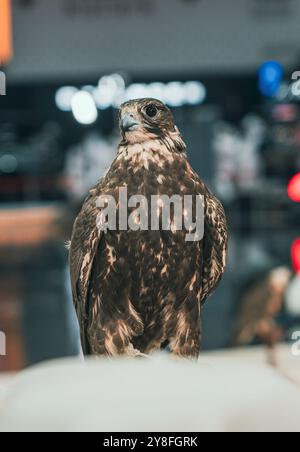 Un maestoso falco catturato in una posa suggestiva, che mostra i suoi occhi acuti e focalizzati, la falconeria è la caccia agli animali selvatici nel loro stato naturale e. Foto Stock