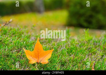 foglie di platanus acerifolia cadute in autunno sull'erba di un parco. Foto Stock