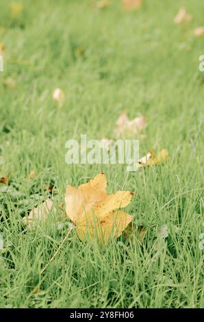 foglie secche dell'albero london planetree sullo sfondo dell'erba in autunno, platanus acerifolia Foto Stock