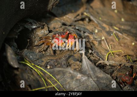 Granchio ragno delle Seychelles, Neosarmatium meinerti nelle mangrovie di Mahe, Seychelles Foto Stock