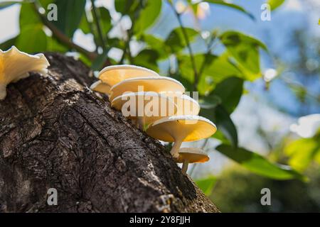 Primo piano di bellissimi funghi nella foresta di Mahe, Seychelles. Foto Stock