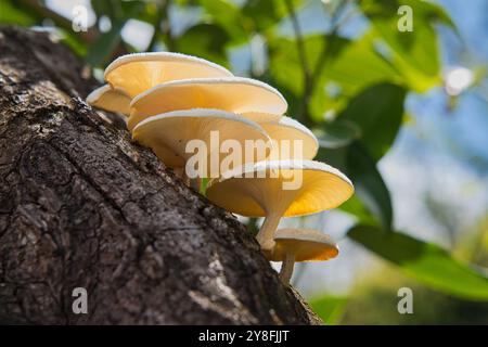 Primo piano di bellissimi funghi nella foresta di Mahe, Seychelles. Foto Stock