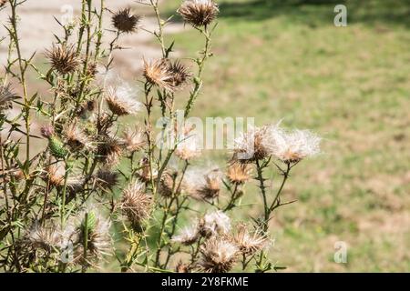 Fiorisce il cardo nel primo piano della campagna nei giorni d'estate assolati. (Cirsium vulgare) Foto Stock