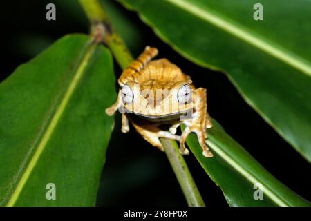 Rana ad albero (Polypedates otilophus, alias Borneo eared Frog, Bony-Head Flying Frog) su una foglia. Riserva forestale di Deramakot, Sabah Borneo, Malay Foto Stock
