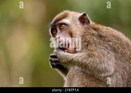 Primo piano di un Macaco giovanile dalla coda lunga (Macaco giovanile dalla coda lunga, noto anche come Macaco mangiatore di granchio). Fiume Kinabatangan, Sukau, Sabah Borneo, M Foto Stock