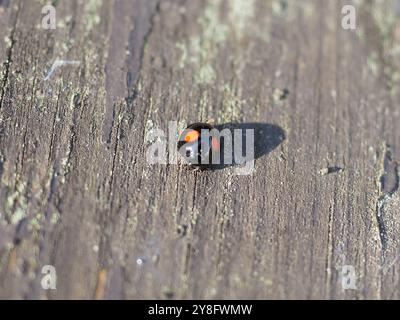 Sheerness, Kent, Regno Unito. 5 ottobre 2024. Meteo nel Regno Unito: Un distintivo uccello nero con due macchie rosse che si ritiene essere un uccello nero (Chilocorus renipustulatus) visto a Sheerness, nel Kent. I ladybird sono visti più spesso in ottobre, in quanto cercano luoghi caldi in cui vivere all'inizio della stagione di ibernazione, spesso creando habitat nelle case delle persone. Crediti: James Bell/Alamy Live News Foto Stock