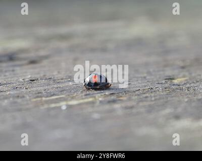 Sheerness, Kent, Regno Unito. 5 ottobre 2024. Meteo nel Regno Unito: Un distintivo uccello nero con due macchie rosse che si ritiene essere un uccello nero (Chilocorus renipustulatus) visto a Sheerness, nel Kent. I ladybird sono visti più spesso in ottobre, in quanto cercano luoghi caldi in cui vivere all'inizio della stagione di ibernazione, spesso creando habitat nelle case delle persone. Crediti: James Bell/Alamy Live News Foto Stock