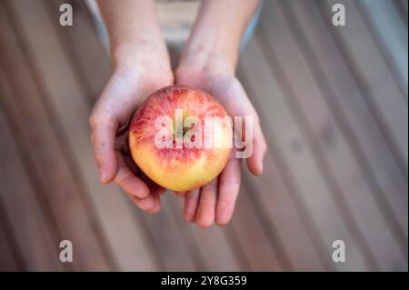 La vista dall'alto di due mani di un bambino regge delicatamente una mela matura, rossa dorata, sottolineandone la bellezza naturale e la freschezza. La delicata concentrazione sulla ba Foto Stock